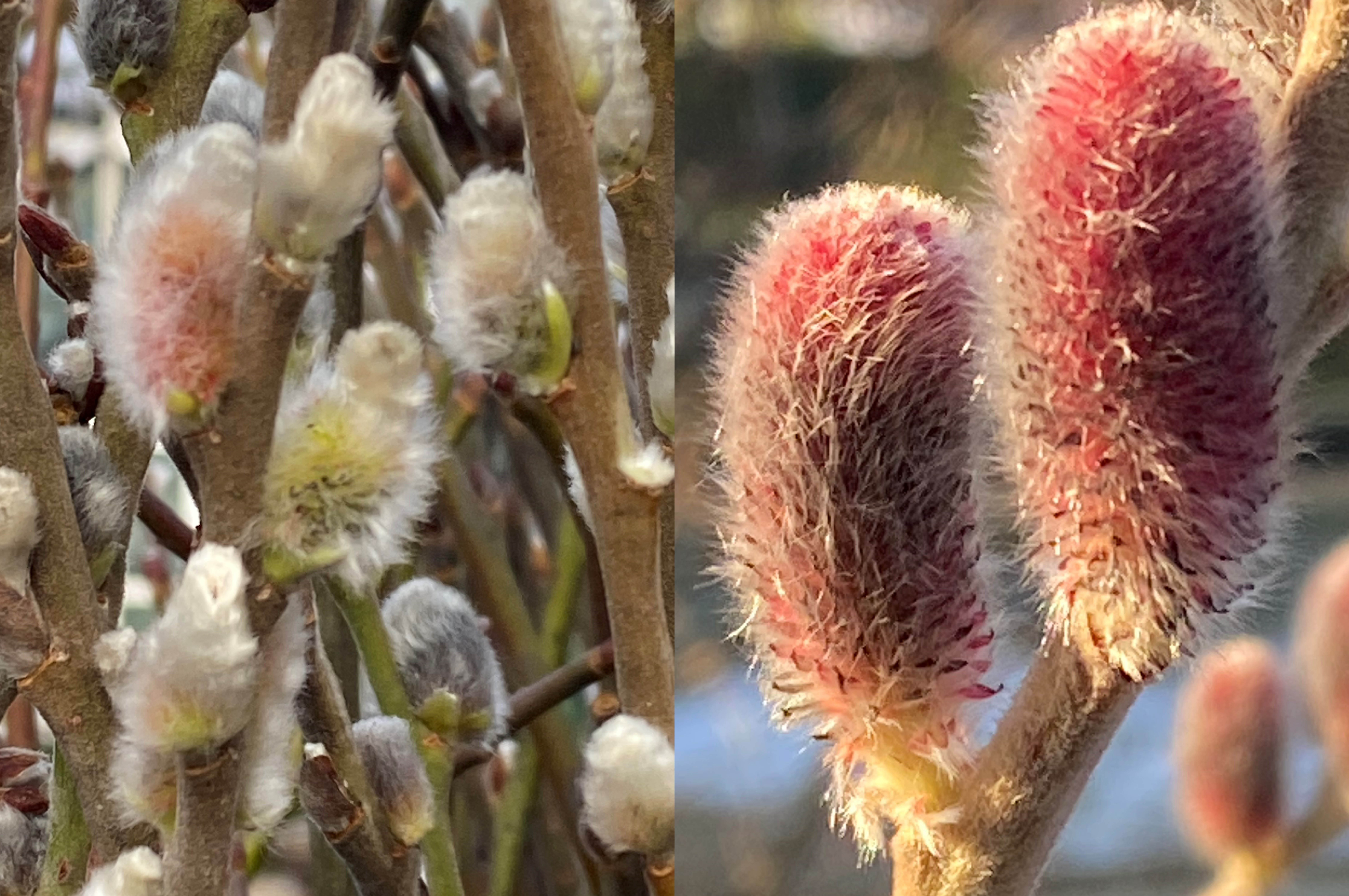 Weidenkätchen und Salix gracilistyla 'Rote Pfote'