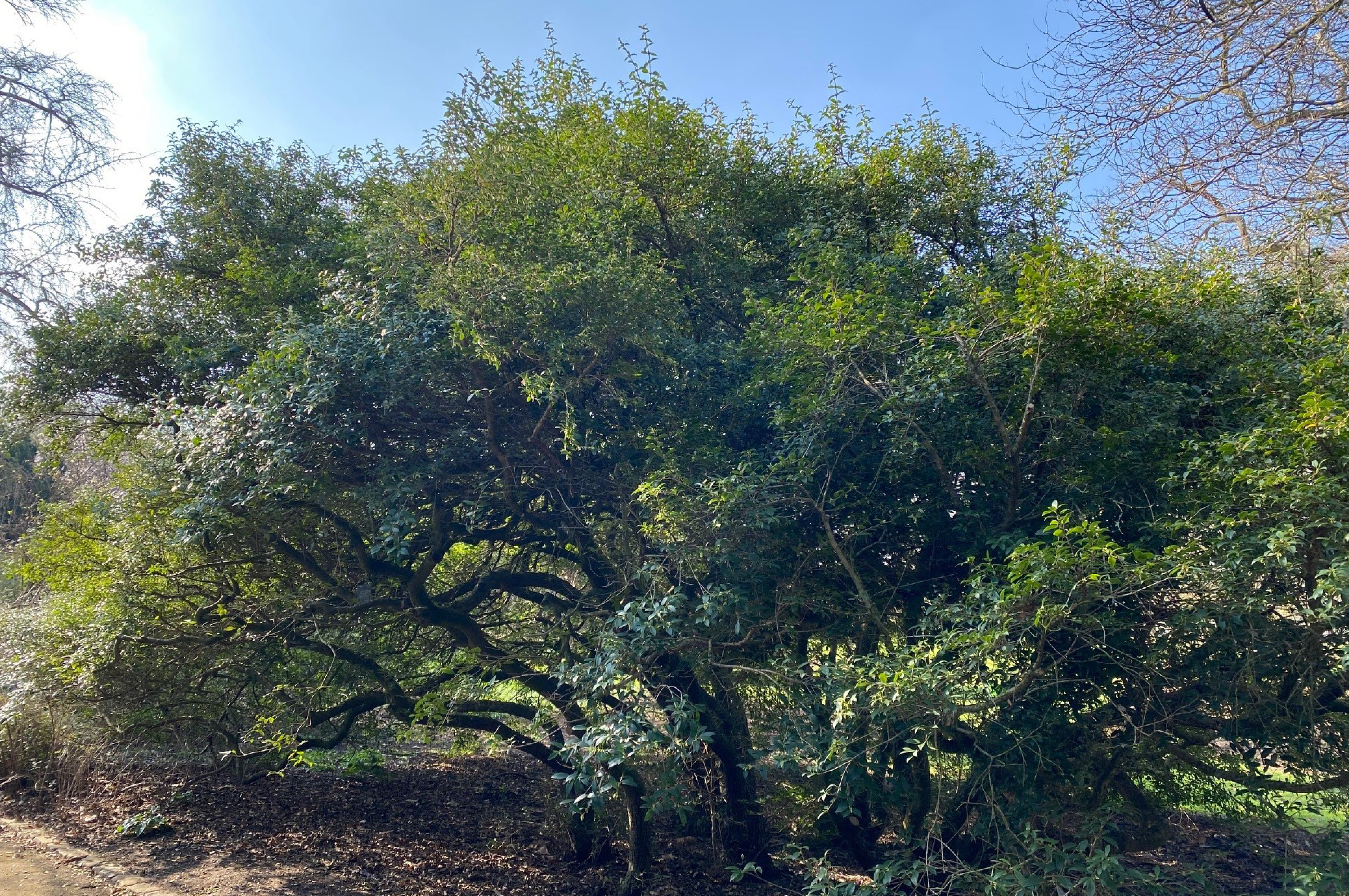 Osmanthus x burkwoodii - Erwachsener Baum