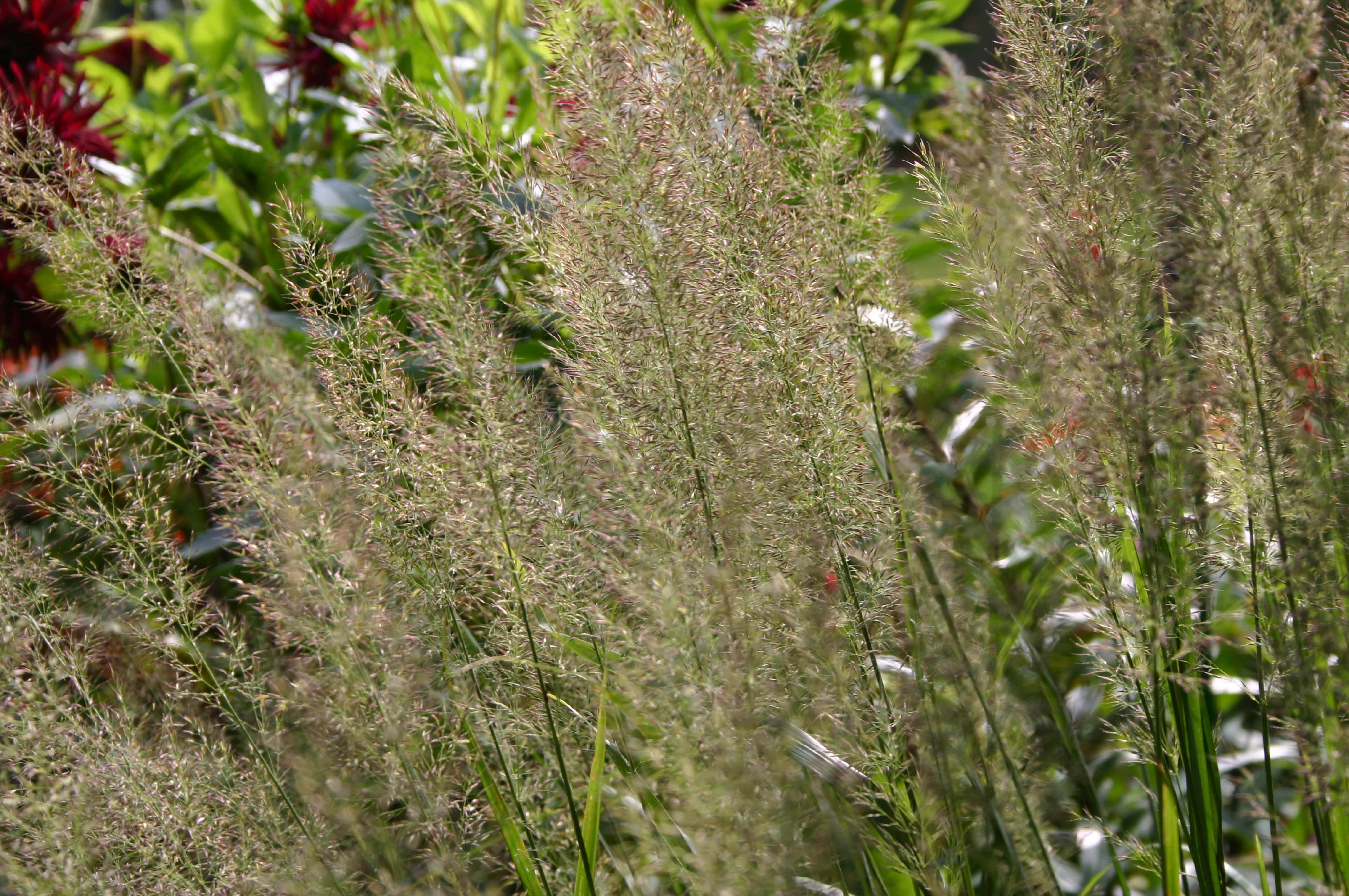 Calamagrostis brachitricha