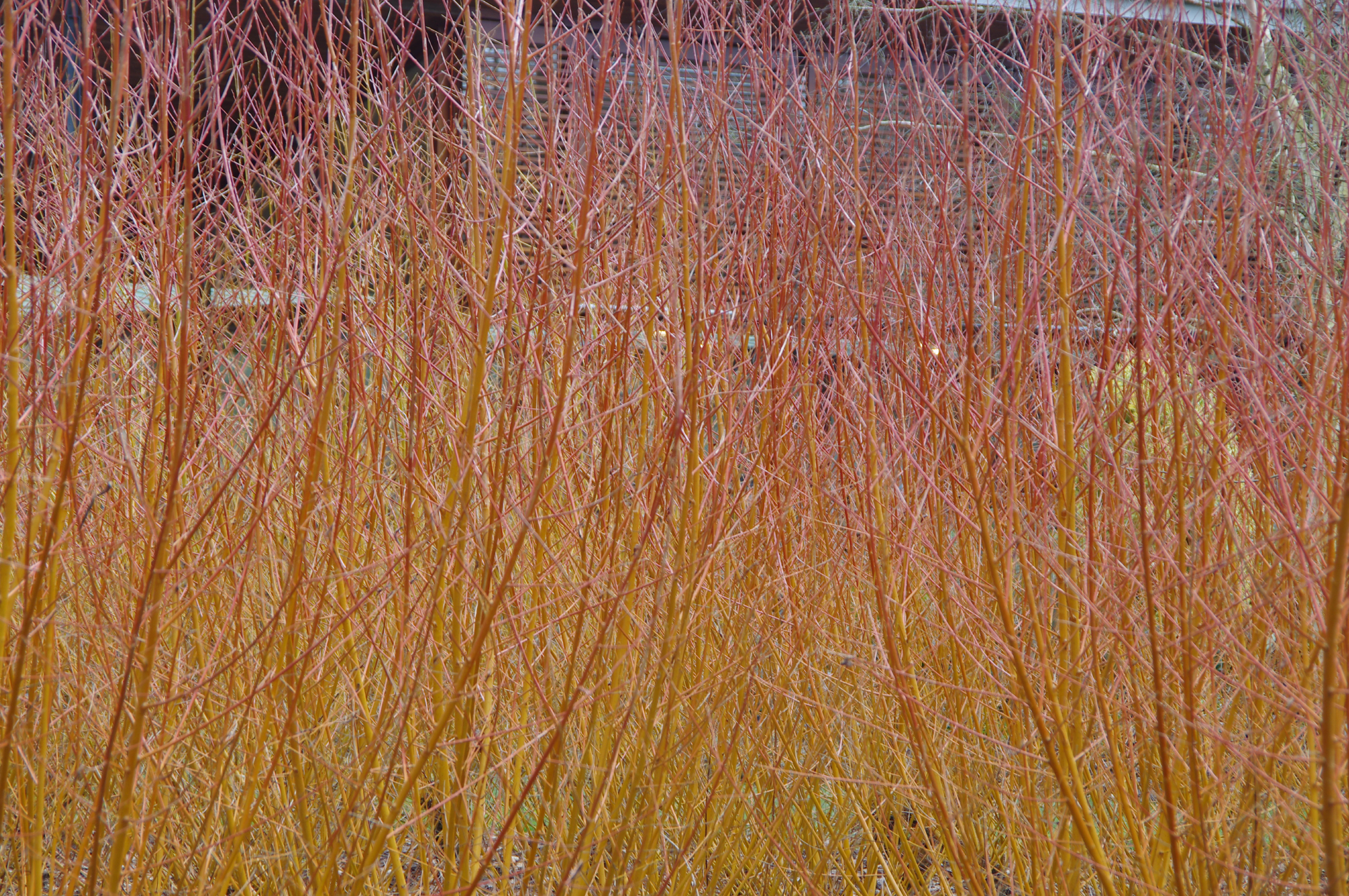 Salix alba var. vitellina 'Yelverton'