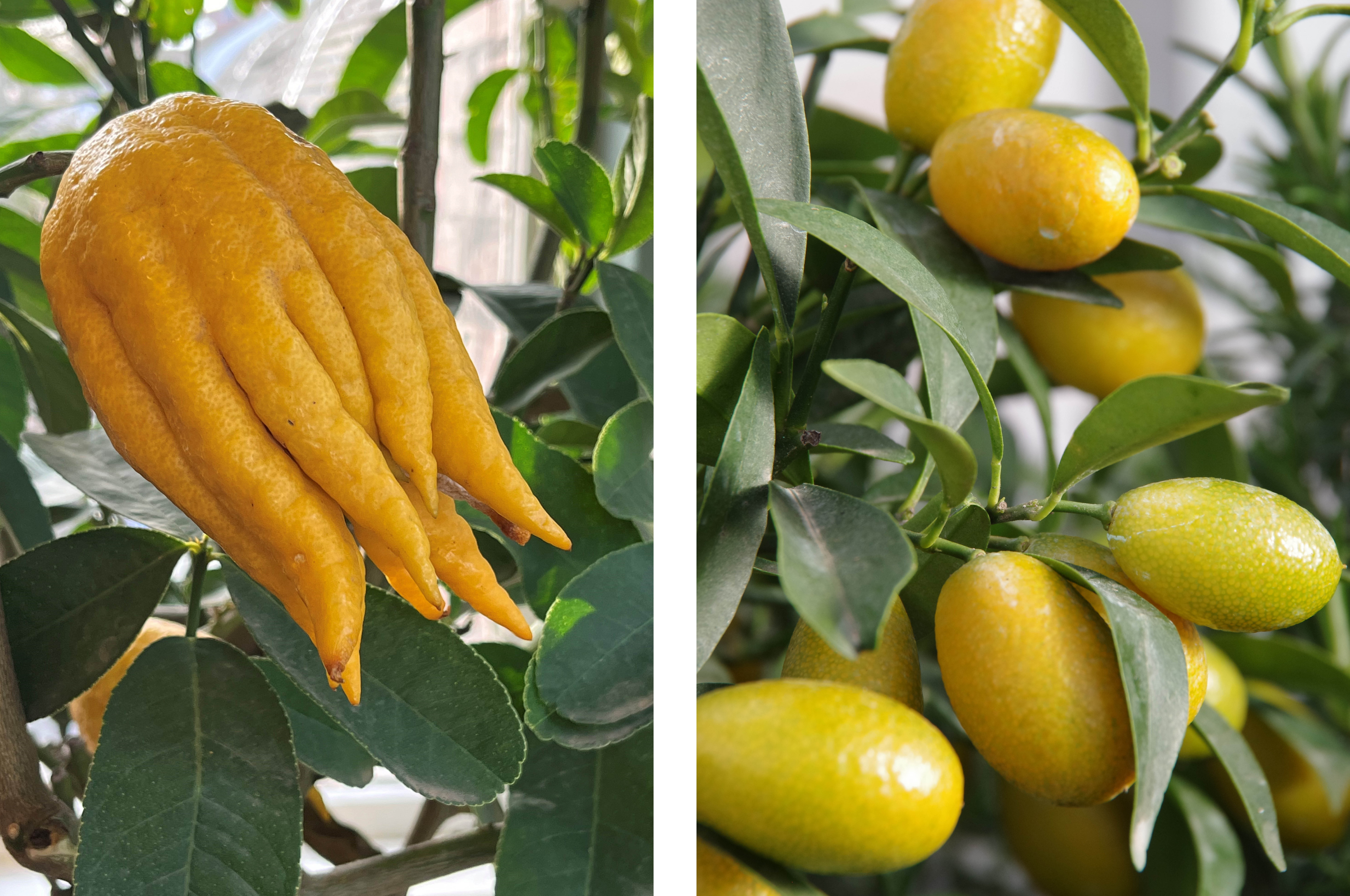 Citrus 'Digitata' & Citrus fortunei 'Kumquat'
